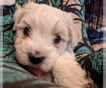 Small Photo #10 Coton de Tulear Puppy For Sale in HUNTINGTN BCH, CA, USA