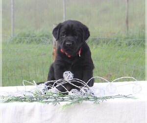 Labrador Retriever Puppy for sale in HYDE PARK, VT, USA