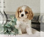 Small #4 Cavachon