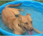 Small #7 Retriever  Mix