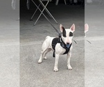 Small Photo #10 Bull Terrier Puppy For Sale in KENNEWICK, WA, USA