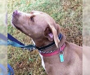 Diamond - Female American Pit Bull Terrier Dog for Adoption - Photo #3