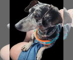 Small #1 Dachshund