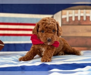 Poodle (Toy) Puppy for sale in LANCASTER, PA, USA