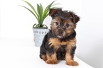 Small Photo #2 Yorkshire Terrier Puppy For Sale in NAPLES, FL, USA