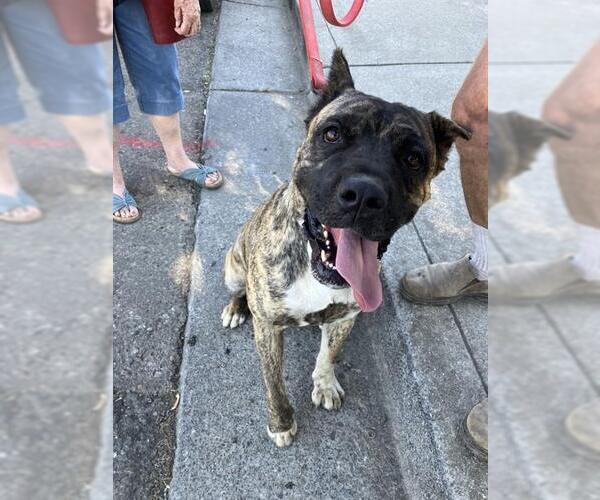 Medium Photo #1 Mutt Puppy For Sale in Stockton, CA, USA