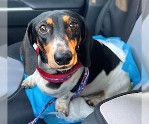 Dachshund Dogs for adoption in Boonton, NJ, USA