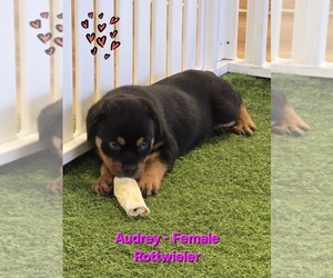 Rottweiler Puppy for sale in BERKLEY, MI, USA