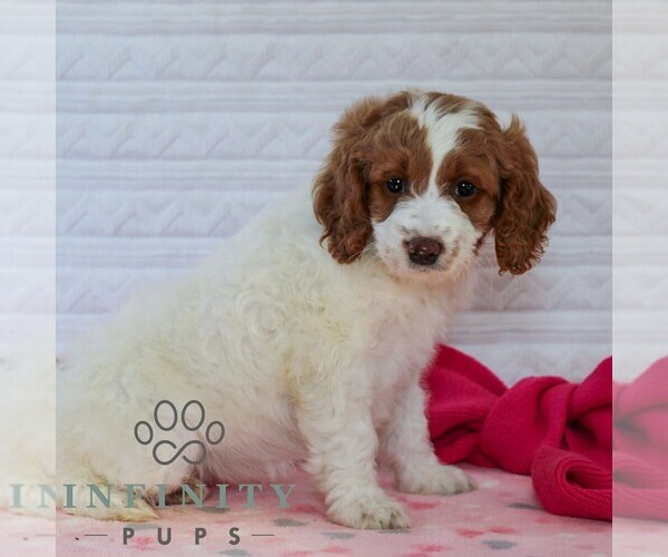 Medium Photo #6 Goldendoodle (Miniature) Puppy For Sale in LITITZ, PA, USA
