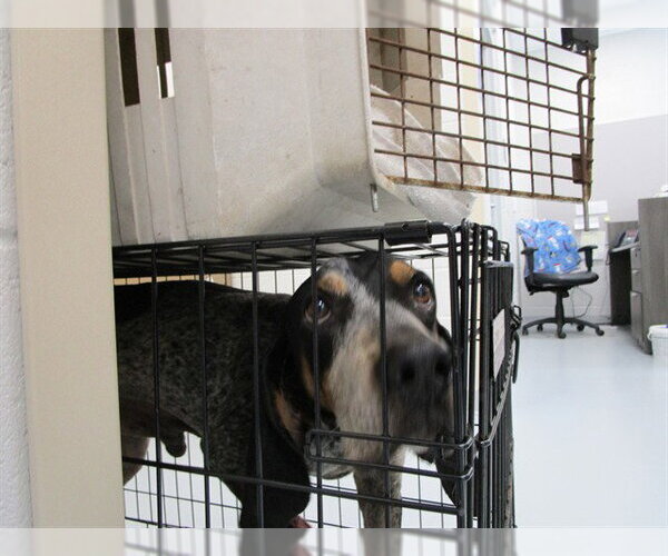 Medium Photo #1 Black and Tan Coonhound Puppy For Sale in Ocala, FL, USA