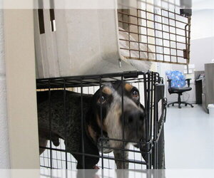 Black and Tan Coonhound Dogs for adoption in Ocala, FL, USA