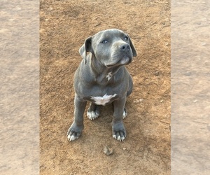 American Pit Bull Terrier Puppy for Sale in ELLENWOOD, Georgia USA