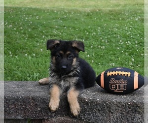 German Shepherd Dog Puppy for sale in MILLERSBURG, OH, USA