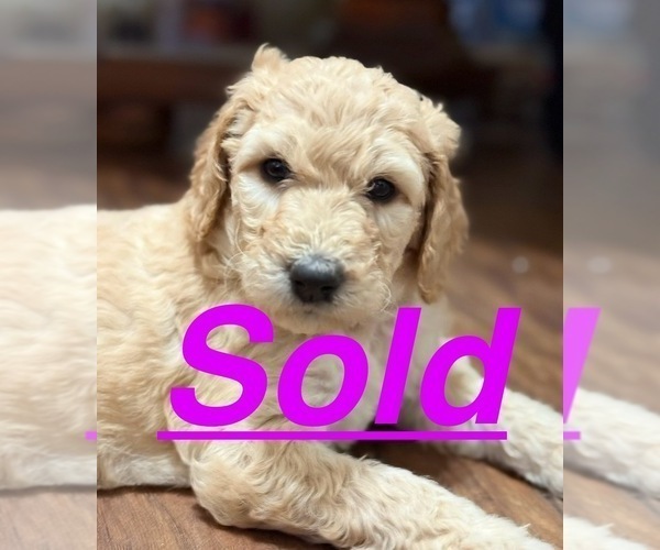 Medium Photo #1 Labradoodle mix (+ Poodle Standard) Puppy For Sale in MOKELUMNE HILL, CA, USA