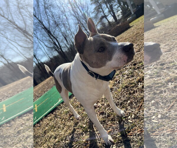 Medium Photo #2 Jack Russell Terrier-Staffordshire Bull Terrier Mix Puppy For Sale in Sykesville, MD, USA