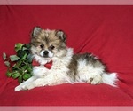 Small #3 Pomeranian