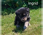 Puppy Ingrid French Bulldog