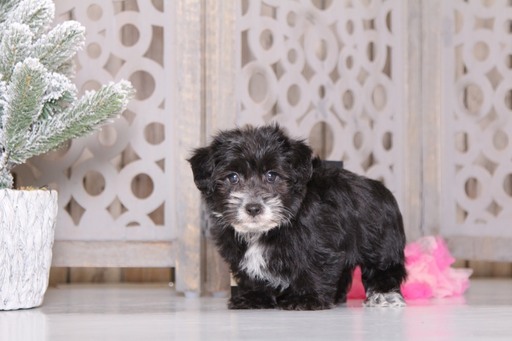 Medium Photo #4 Morkie-Yo-Chon Mix Puppy For Sale in MOUNT VERNON, OH, USA