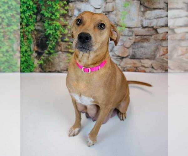 Medium Photo #4 Mutt Puppy For Sale in Kennesaw, GA, USA