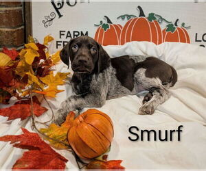 Medium German Shorthaired Pointer