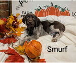 Puppy Baby Blue German Shorthaired Pointer