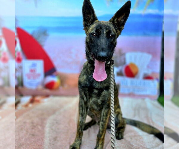 Medium Photo #2 - Mix Puppy For Sale in Imlay City, MI, USA