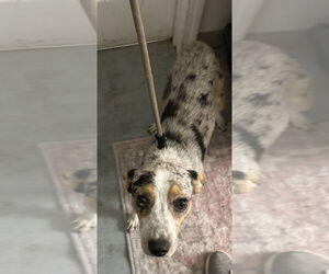 Mutt Dogs for adoption in Evansville, IN, USA