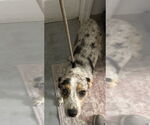 Small Mutt