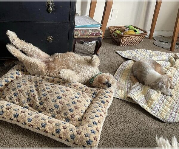 Medium Photo #13 Poodle (Miniature)-Unknown Mix Puppy For Sale in  Ramona, CA, USA