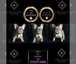 Puppy 12 French Bulldog