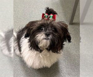 Shih-Poo Dogs for adoption in Lee's Summit, MO, USA
