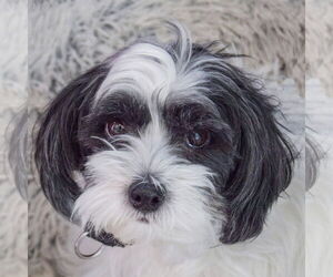Shih Tzu Mix Dog for Adoption in Huntley, Illinois USA