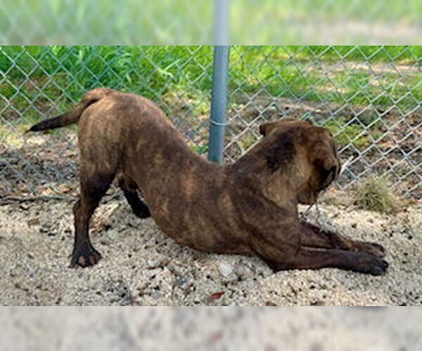 Medium Photo #3 American Bulldog-Basset Hound Mix Puppy For Sale in Pleasanton, TX, USA