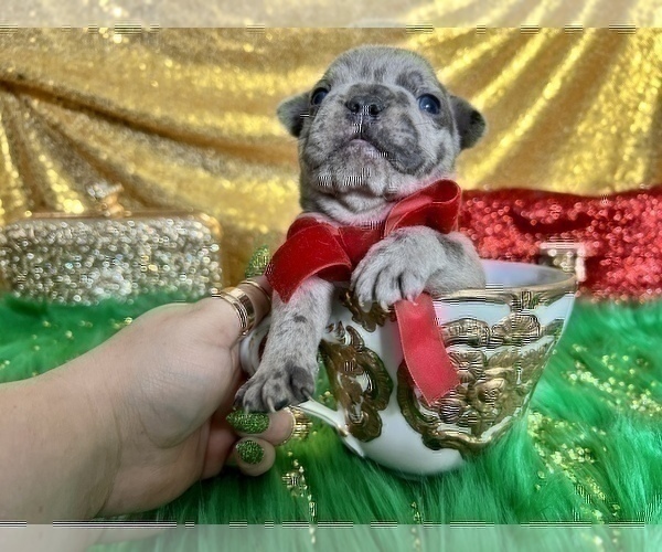 Medium Photo #32 French Bulldog Puppy For Sale in HAYWARD, CA, USA