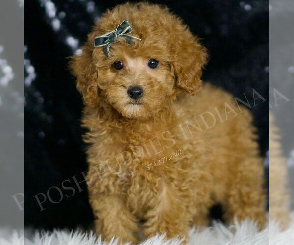 Medium Photo #58 Poodle (Toy) Puppy For Sale in WARSAW, IN, USA