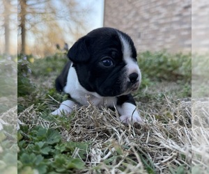 Boston Terrier Puppy for sale in GARFIELD, AR, USA