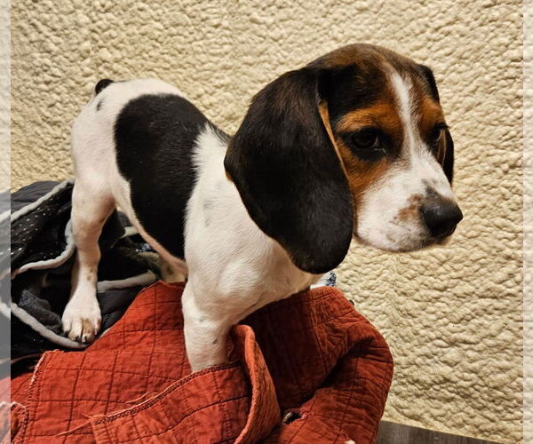 Medium Photo #3 Bagle Hound Puppy For Sale in Dunnellon, FL, USA