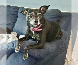 Chihuahua-Unknown Mix Dogs for adoption in Spring Lake, NC, USA