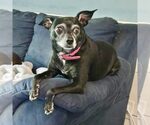 Small Chihuahua Mix