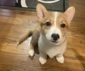 Medium Pembroke Welsh Corgi