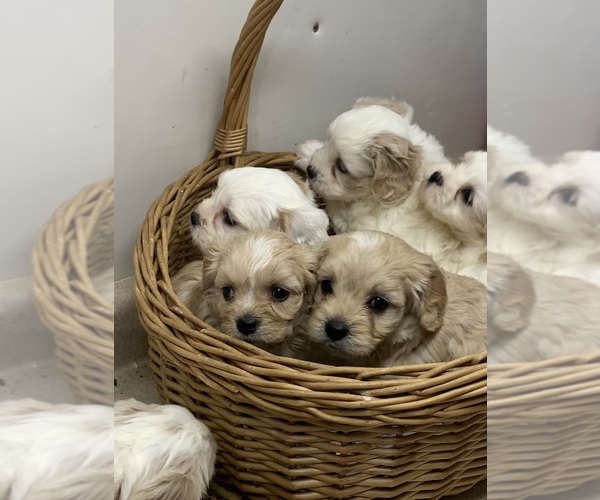 Medium Photo #1 Cavachon Puppy For Sale in BREMEN, IN, USA