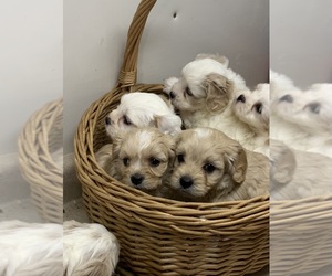 Cavachon Puppy for sale in BREMEN, IN, USA