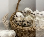 Small Cavachon