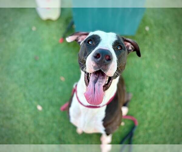 Medium Photo #2 Mutt Puppy For Sale in Orlando, FL, USA