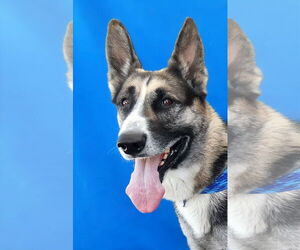 German Shepherd Dog Dogs for adoption in Pasadena, CA, USA