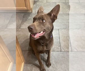 Australian Kelpie-Unknown Mix Dogs for adoption in Chandler, AZ, USA