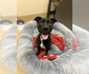 Mutt Dogs for adoption in Chula Vista, CA, USA