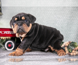 Medium Victorian Bulldog