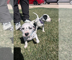 Small Photo #34 Dalmatian Puppy For Sale in AMARILLO, TX, USA