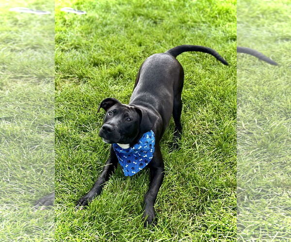 Medium Photo #2 Labrador Retriever-Unknown Mix Puppy For Sale in Estherville, IA, USA